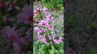 Примула японская - Pr&iacute;mula japonica 14.06.23