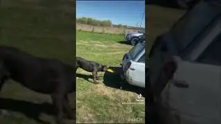 Без комментариев 🤣🫶 #канекорсо #собака #абакасобака #топ #животные #canecorso