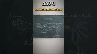 Easy Diagram of Neuron