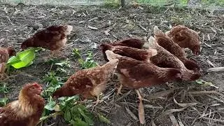 Farm Life Growing Vegetables and Raising Chickens Every Day