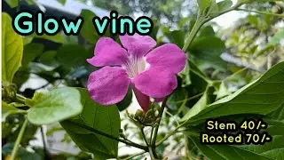 Glow vine 70/-whtsp 9847405270  stem 40, rooted 70+cc