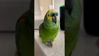 rude bird🦜🦜 #animals #bird #pets #nyc
