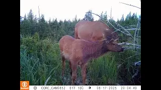Oregon Coast Range Wildlife 2022-2025 Game Cameras