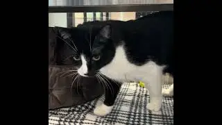 Sheldon - Adoptable cat at Brown County Humane Society