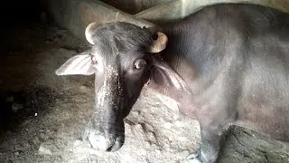 Funny moment with dog vs buffalo full video