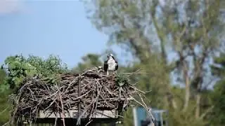 Osprey mom feeding babies