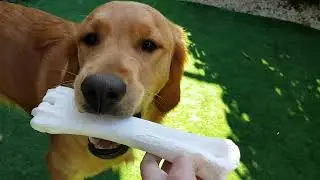 BUBIMEX Os au calcium Zoomalia