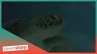 Inside New Zealand&rsquo;s only rehab centre for turtles