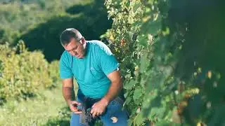Visit Koper and its endless Wine Experiences