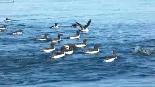 Zodiac Cruise along the Bird Cliffs of Alkefjellet, Hinlopen Strait, Svalbard, Norway - July 2024