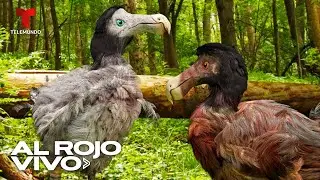 Utilizan tecnolog&iacute;a para revivir al p&aacute;jaro Dodo