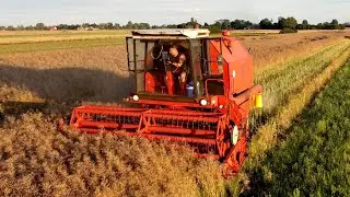 Żniwa Rzepak 2025 || BIZON Z058 🇵🇱 