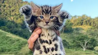 Wow so cute animals || funny cats || cute kittens videos Compilation#15 || #GlobalCats