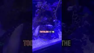 Feeding Frenzy! My eels eat like crazy