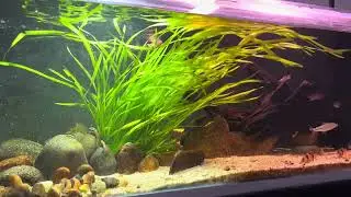Aquário para Bótias-palhaço (Chromobotia Macracanthus)