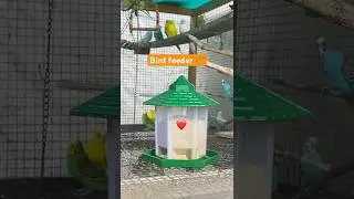New Bird Feeder Setup in Our Colony🐦🏠 #birdfeeder #naturelovers #birds #lovebirds #budgies #parrot