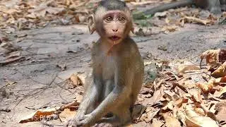 Hungry FACE!!! Poor Life Little Baby Monkey Alba Look So Hungry, Anna Feed Alba Please