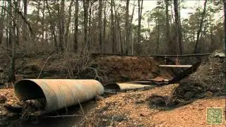 Heavy Rain Update, Bastrop State Park, Texas