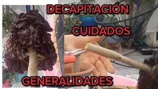 CÓMO DECAPITAR CORRECTAMENTE AEONIUM ARBOREUM ZWARTKOP ROSA NEGRA