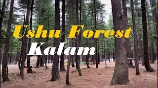 Ushu Forest | Kalam Bazaar | Tripper Nature Around Us | Ep 3