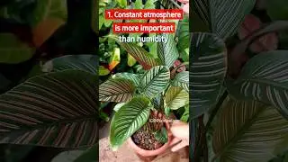 5 Essential Care Tips for Healthy Calathea Plant