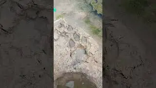 Tiger pugmark 🐅