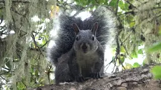 The sound of Western Gray Squirrel - 4K