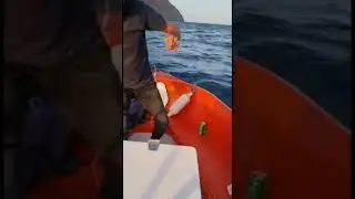 Sargoriado 2,5k🐟 #pescacanaria #barco #fuerteventura #pescabarco #sargo #distrimar # fuerteventura