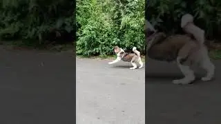 Akita pup(5months) attacks/chases Street dog