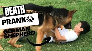 Fake Death Prank on my German shepherd dog | pretend to have heart attack 💔💔| how will he reacts?