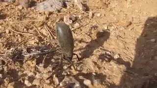 Pinacate Beetle (Eleodes armatus) - November 6, 2011