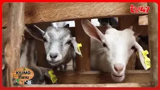 How to reap profits from Goat Milk Production with Dr Jorum Kimani PART 1 | Kilimo Diaries