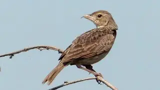 Horsfield's Bushlark Song | นกจาบฝนเสียงใส | Birding in Thailand