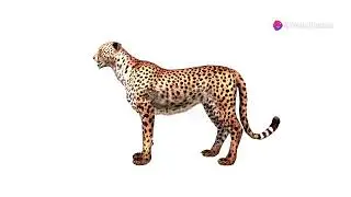 The Supercar That Inspired The Cheetah: Cheetah: The Speed Demon of the Savannah! #Cheetah #Wildlife