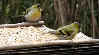 Sijsjes, close-up beelden in HD
