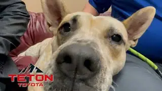 Pet of the Week: Nova