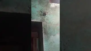 Big fat spider # bigspider #spider #spiderwithegg