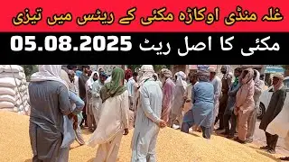 Maize rate today // corn mandi rate // اوکاڑہ منڈی آج مکئی کا ریٹ 05.08.2025