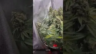 G13 crossed  with another￼ indica. 1 plant the mule- 1200 ppm co2 and spider farmer se3000 2x2 tent.