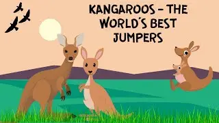ALL ABOUT KANGAROOS FOR KIDS | KANGAROOS - THE WORLD'S BEST JUMPERS | ABOUT KANGAROO | DONUT KIDS TV