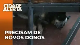 Cães de vítima do primeiro feminicídio de 2026 em Londrina precisam de novos lares