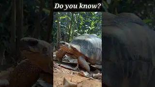 Have you ever seen a golden box turtle 🐢? #shorts #shortsfeed #shortsbeta