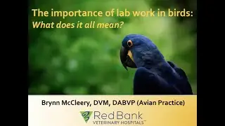 The Importance of Lab Work in Birds, What Does It All Mean? ​with Brynn McCleery, DVM, ABVP (Avian)