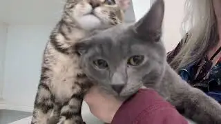 Video of adoptable pet named Cricket (bonded w/ Junebug)