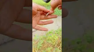 Microfishing di Spot Gacor ‼️ Mancing ikan Wader dan Uceng‼️🔥