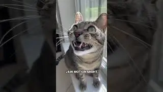 Why does your cat make that weird chattering noise at birds? 🐦😼
