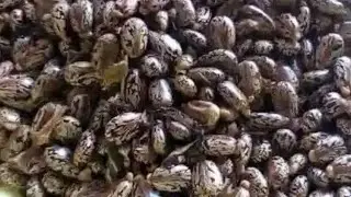 How To Use Castor Seed For Family Pl@nning| Natural Contr@ceptiv&pound;