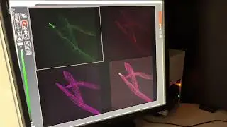 Basic operation of Leica DM5500 B upright confocal microscope for Caenorhabditis elegans imaging