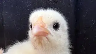 American Bresse Chicks at 5 days old in 4k  #chicken #bresse #farming
