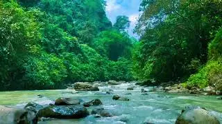 Autumn Ambience / Peaceful Forest Stream Amidst Autumn Foliage / ASMR #432